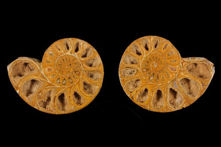 3.2" Cut & Polished Agatized Ammonite Fossil (Pair)- Jurassic